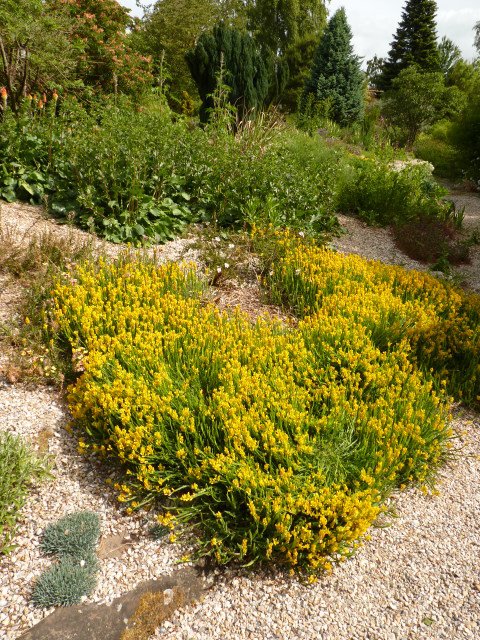 Genista sagittalis
